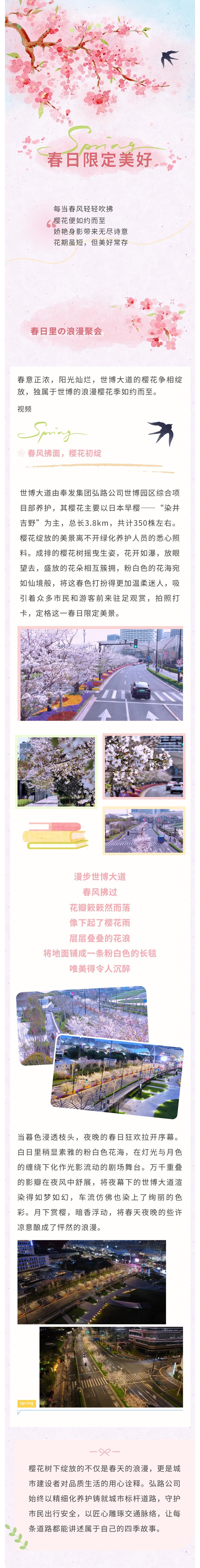 浪漫樱花 绝美风光