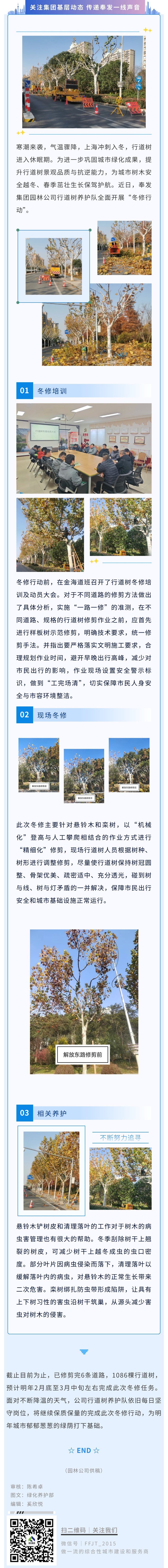 “一路一修”精准养护！奉贤园林启动行道树冬修，为城市绿荫“储能”