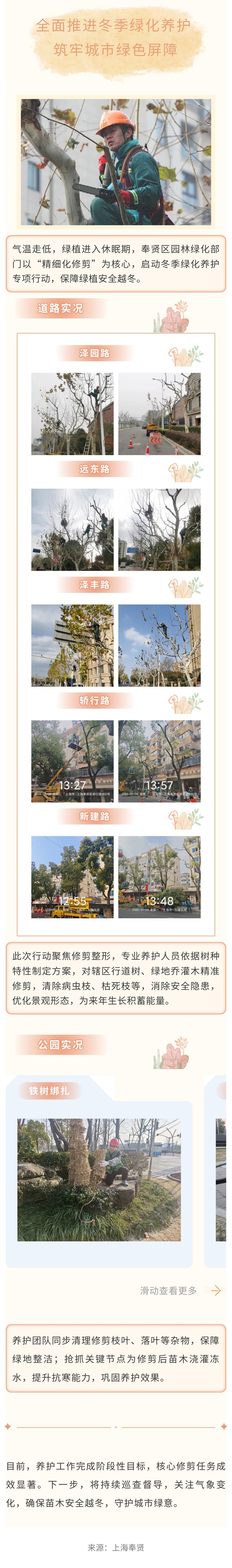 让树木“轻装上阵”安全过冬！奉贤园林人开启“美颜养护”模式