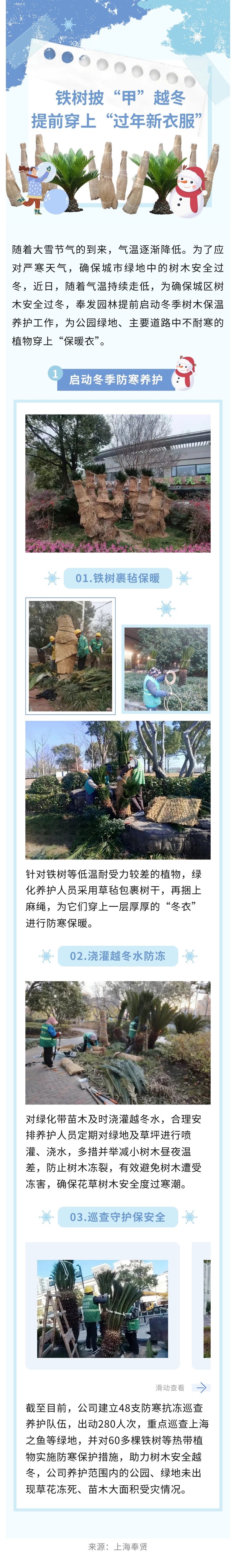 铁树披“甲”越冬，提前穿上“过年新衣服”